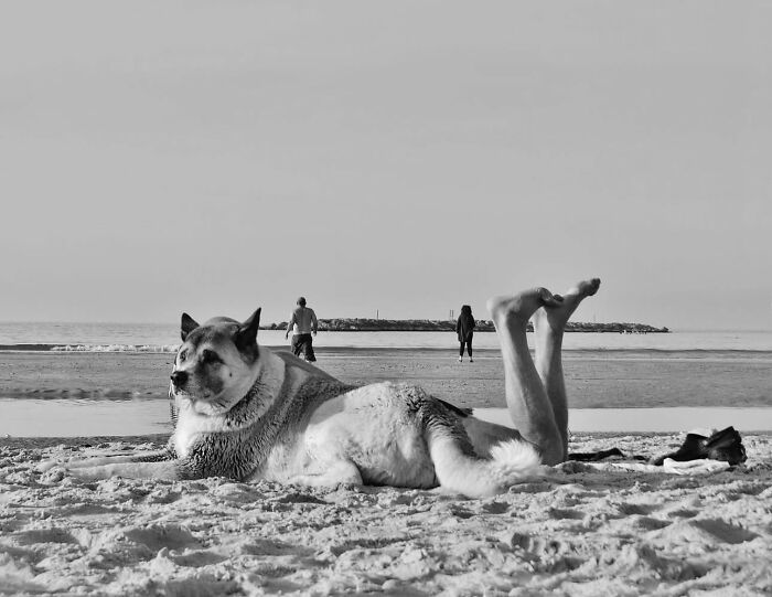 Black and white street photo of a dog lying on the beach with human legs, capturing the beauty of everyday life.