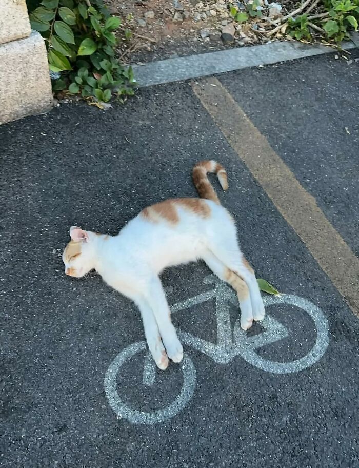 Cat lying asleep on street over a painted bicycle symbol, illustrating powerful street photos revealing everyday life beauty.