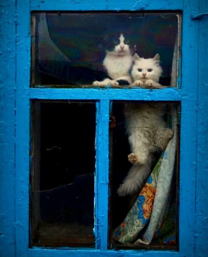 Two cats peering through a blue window frame, capturing a powerful street photo revealing the beauty of everyday life.