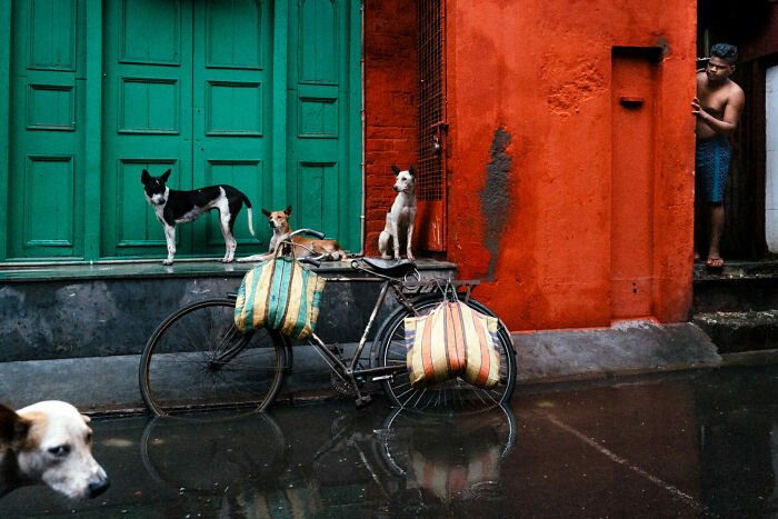 Street photo of dogs on a bicycle with colorful bags against a vibrant orange wall, capturing everyday life as art.