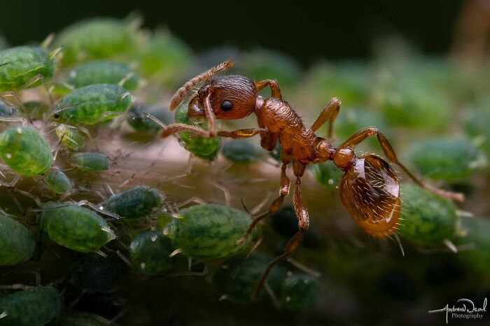 Close-up of an ant interacting with green aphids, showcasing nature and life in a stunning macro photo.