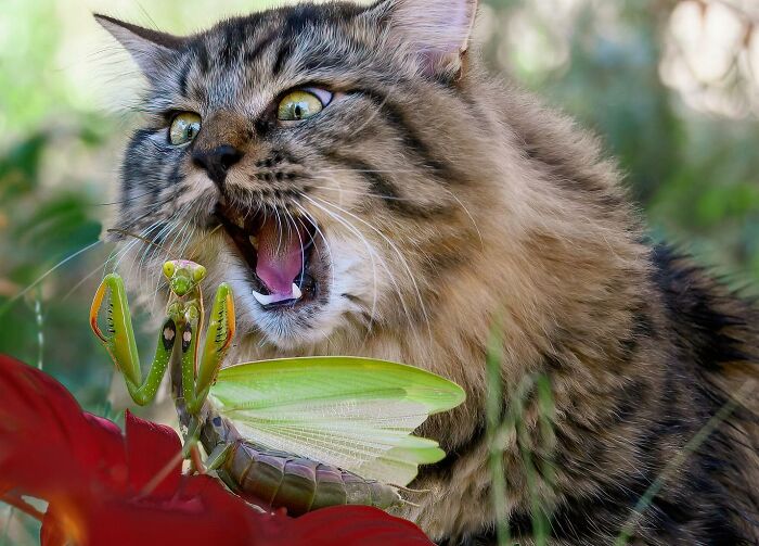 Close-up of a cat and a praying mantis showcasing stunning photos capturing nature and life around the world.