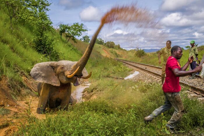 Young elephant spraying mud near railway tracks while people observe in lush green nature, capturing life around the world.