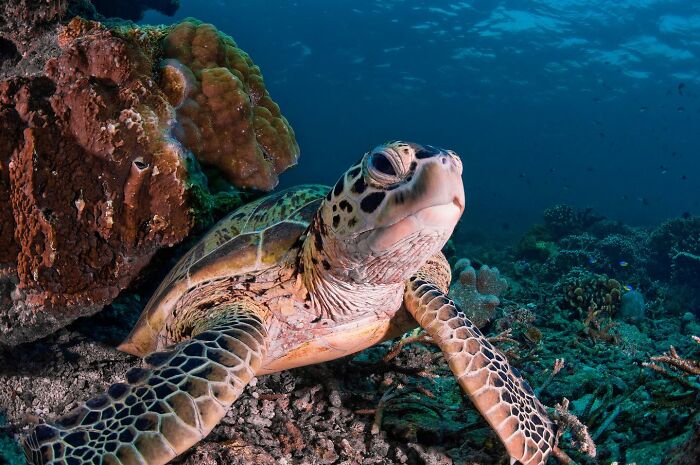 Close-up of a sea turtle resting on coral reef, showcasing stunning nature and marine life around the world.