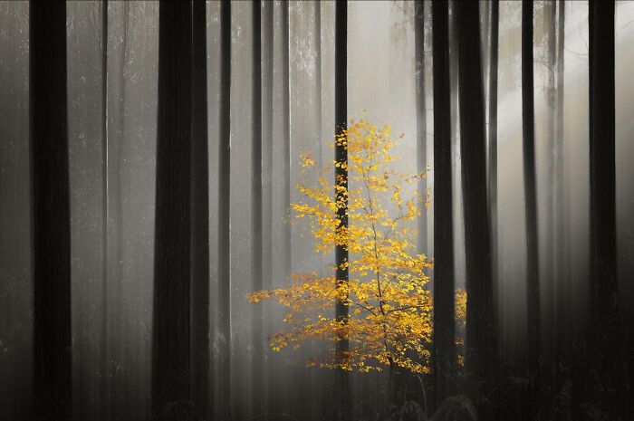 Yellow leaves glowing on a small tree in a foggy forest, capturing stunning nature and life around the world.
