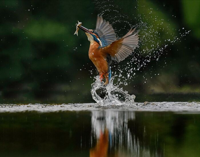 Kingfisher bird capturing fish from water, showcasing stunning nature and life in a vibrant wildlife moment.