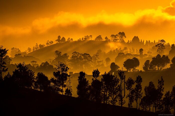 Silhouettes of trees on a hillside with golden sunlight and mist creating a stunning nature scene at sunrise.