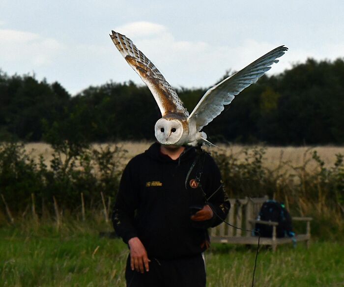 Owl in mid-flight held by person in outdoor setting, showcasing stunning photos capturing nature, people, and life.