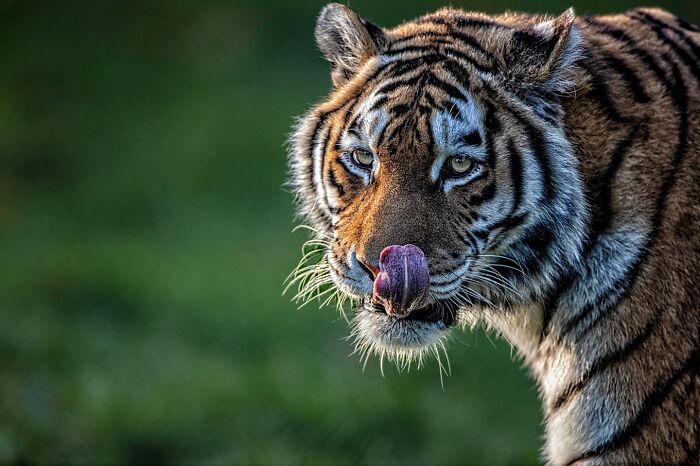 Close-up of a tiger licking its nose, showcasing stunning nature and wildlife in a vivid outdoor setting.