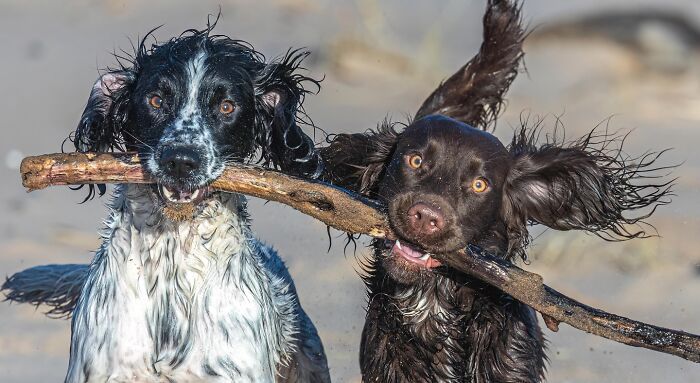 Two playful dogs holding a large stick together on a beach, capturing nature, people, and life around the world.