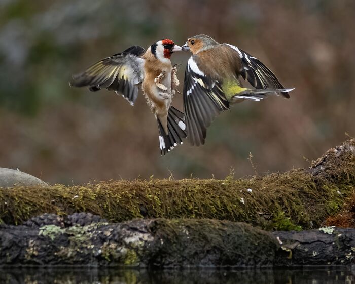 Two birds in midair above mossy log, showcasing stunning nature and life around the world in a vibrant moment.