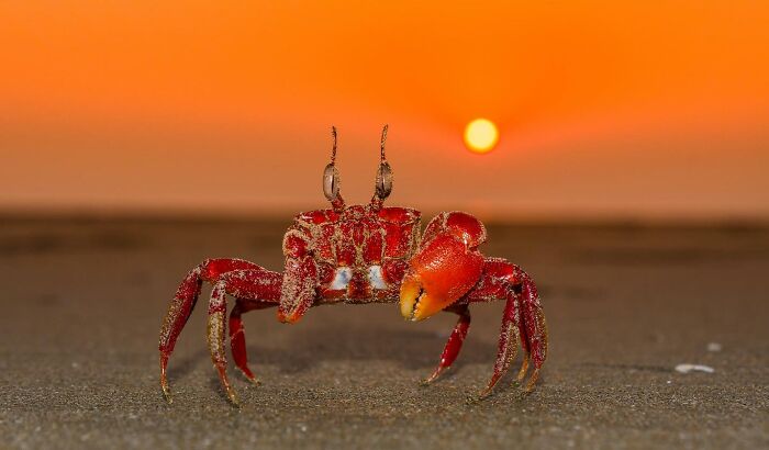 Red crab on a sandy beach during sunset, showcasing stunning nature and wildlife around the world.