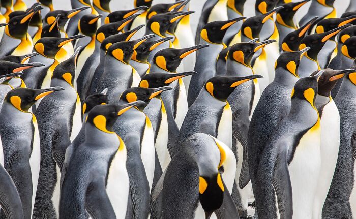 A dense group of king penguins showcasing nature and life in a vibrant wildlife setting around the world.