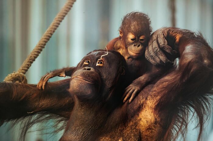 Two orangutans closely interacting in a natural setting, showcasing stunning photos capturing nature and life around the world.