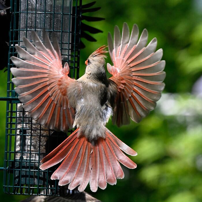 Cardinal bird with wings fully spread landing on a bird feeder, showcasing stunning nature and life around the world.