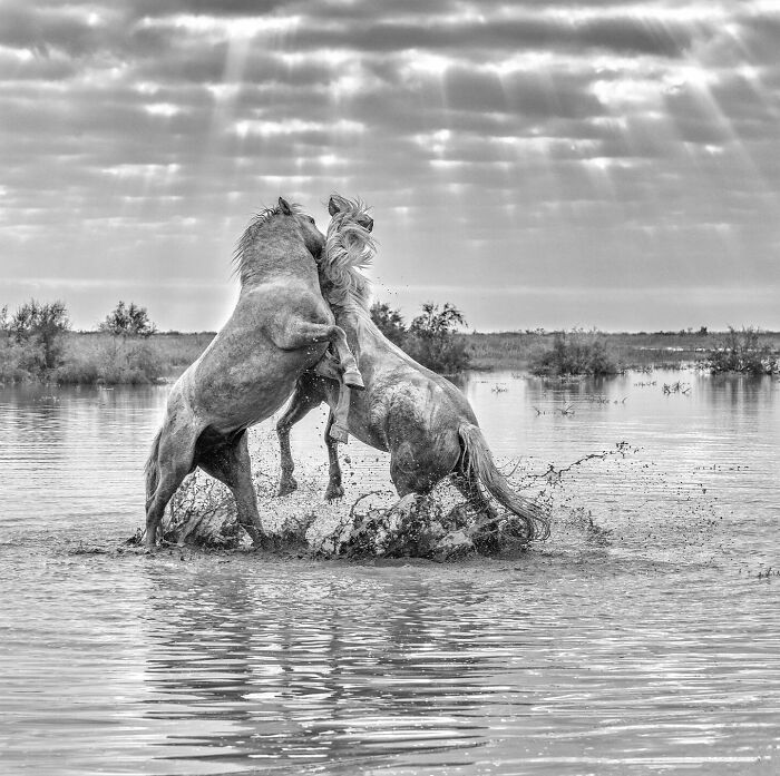 Two horses playfully interacting in water under dramatic sky, capturing stunning nature and life around the world.