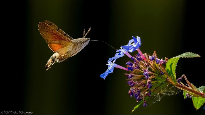 Hummingbird moth feeding on vibrant purple and blue flowers, capturing stunning nature and life around the world.