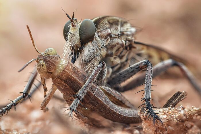 Close-up macro photo capturing nature with a detailed view of a robber fly preying on an insect in a natural setting.