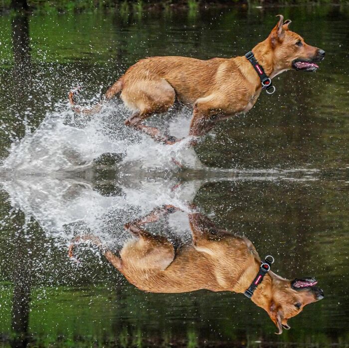 Brown dog running through water, creating splashes and reflecting nature in a stunning outdoor scene of life and people.