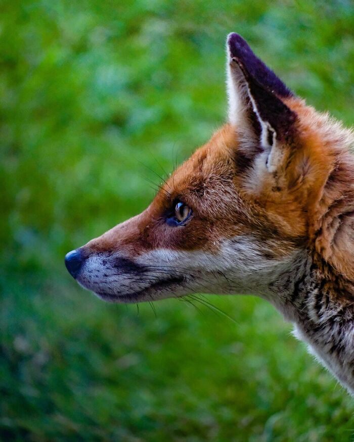 Close-up of a fox in nature, showcasing stunning wildlife photography capturing nature and life around the world.