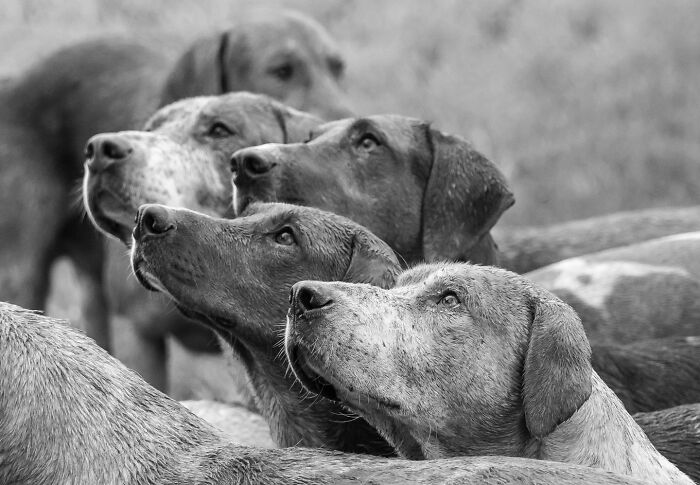 Group of dogs looking attentively, showcasing stunning photos capturing nature and life around the world in black and white.