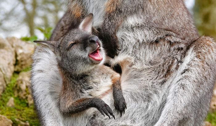 A joyful young kangaroo snuggles close to its mother, capturing nature, people, and life around the world.