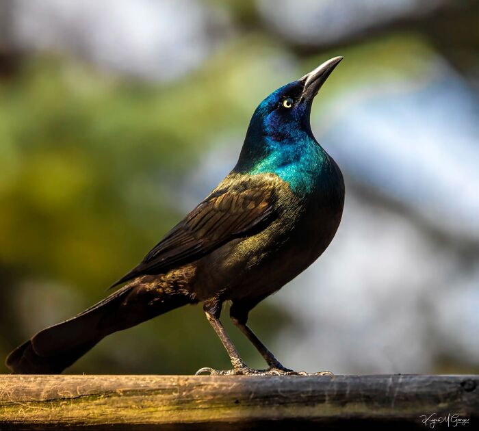 Iridescent bird perched on a wooden branch, showcasing stunning nature colors in a vibrant outdoor setting.