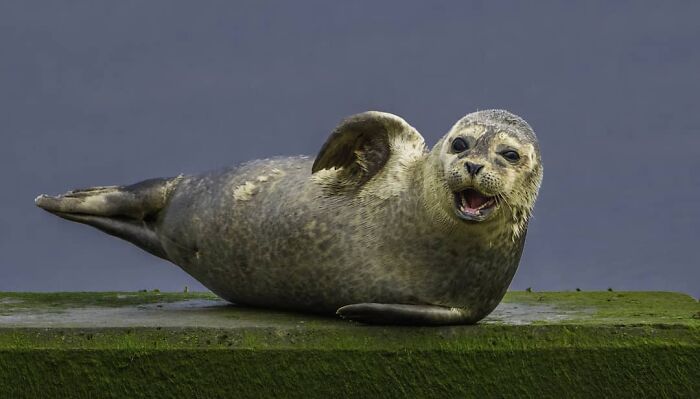 Playful seal resting on a mossy surface, showcasing stunning nature and wildlife captured around the world.