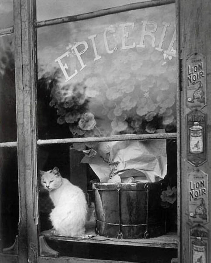 Vintage cat photo of a white cat sitting on a shop window ledge with flowers and old signage in black and white.