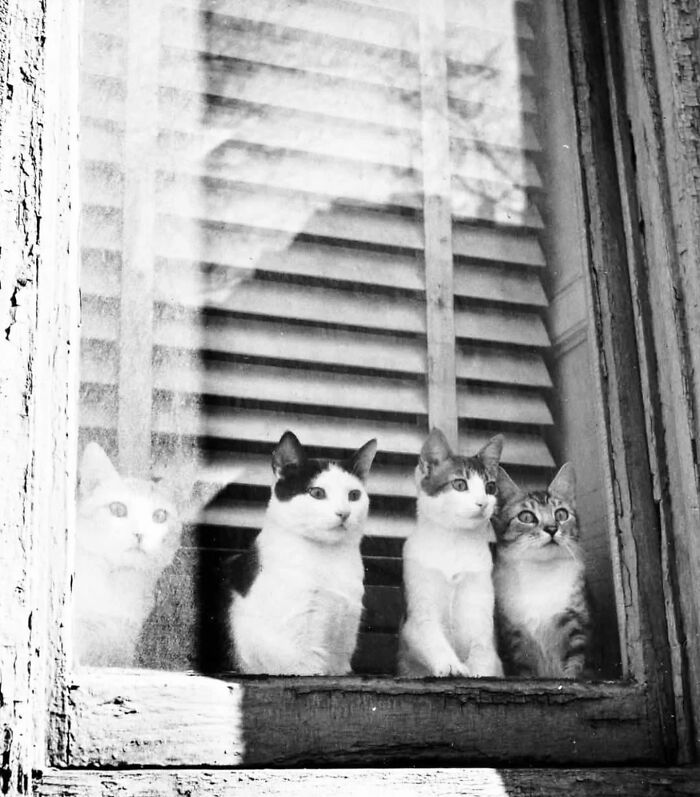 Four vintage cats sitting behind a dusty window with blinds, captured in a nostalgic black and white photo.