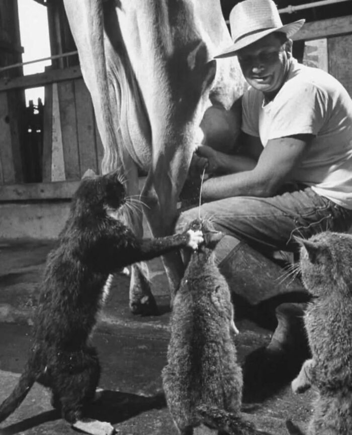 Black and white vintage cat photos showing cats playing near a farmer milking a cow in a rustic barn setting.