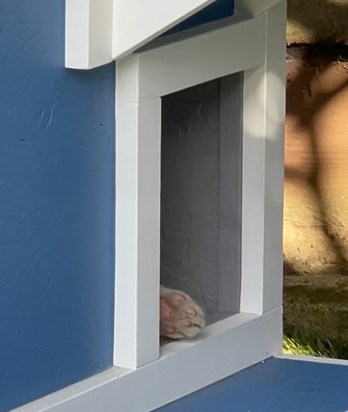 Tuxedo cat resting in a small custom-built house on a porch with blue and white painted wood. Tuxedo cat resting in a small custom-built house on a porch with blue and white painted wood.