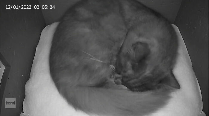 A tuxedo cat curled up and sleeping comfortably on a soft bed inside a cozy porch shelter. A tuxedo cat curled up and sleeping comfortably on a soft bed inside a cozy porch shelter.