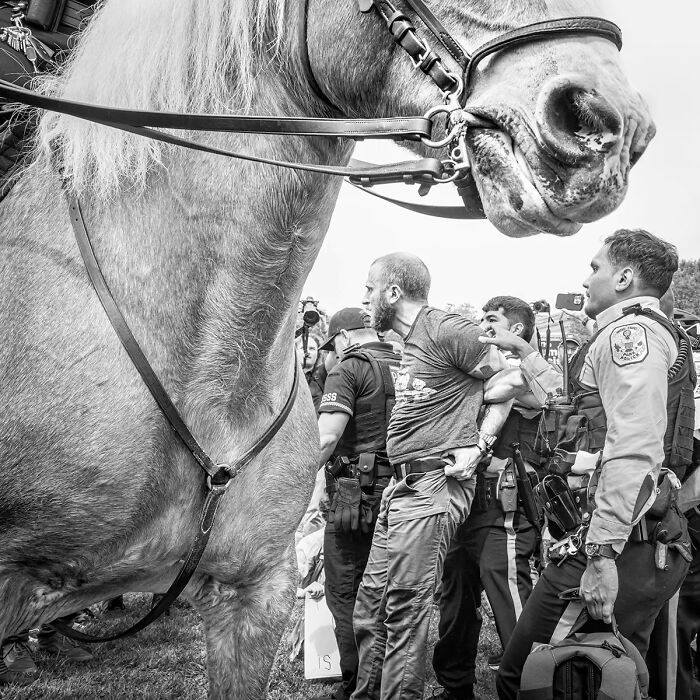 Arrested Protestor And Horse, From The Series 'Resist' © Prescott Lassman