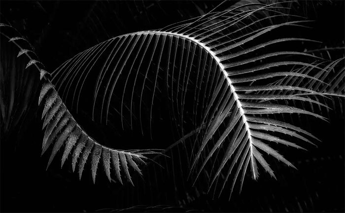 Mobius, From The Series 'Leaf Forms' © Beamie Young