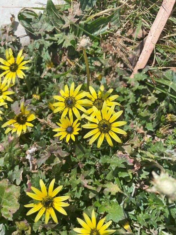 Weeds Weeds