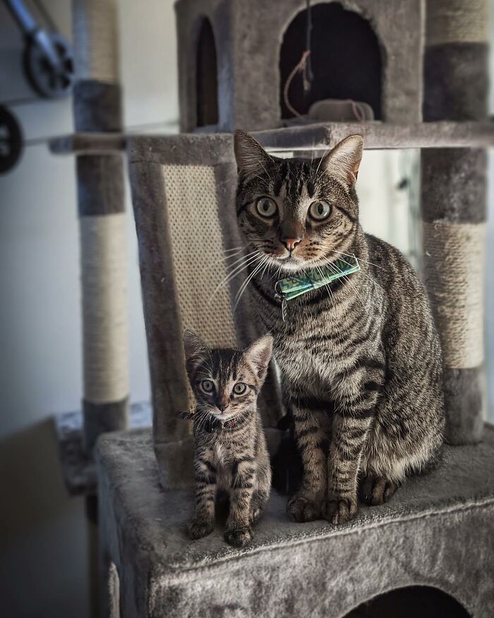 Tabby cat and kitten side by side on a cat tree, showcasing adorable animals meeting their younger selves photo edit.