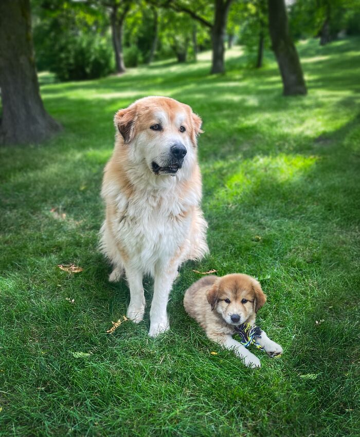 Large fluffy dog sitting on grass next to its younger self puppy in an adorable animal photo edit.