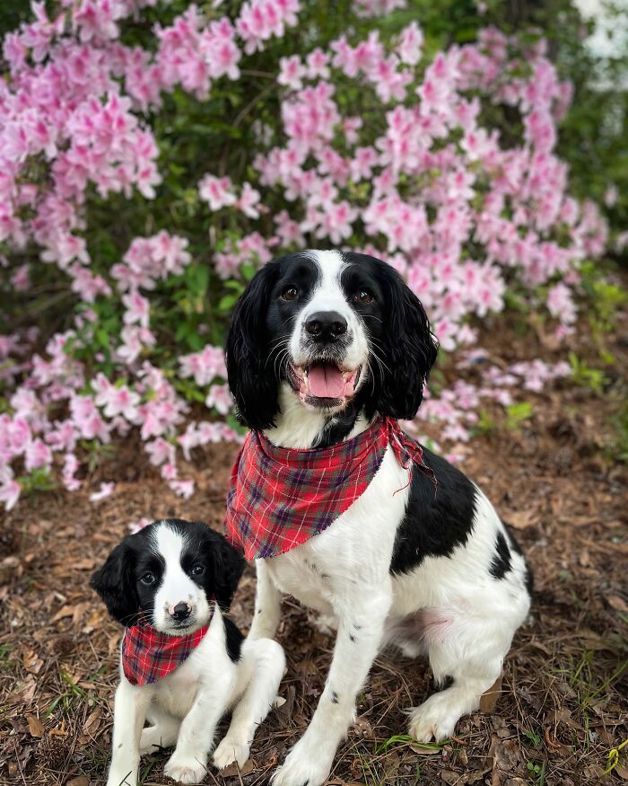 Two black and white dogs wearing matching red plaid bandanas in front of pink flowers, showing animal photo edits.