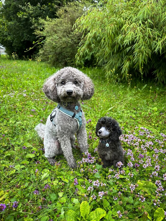 Two curly-haired dogs sitting in a green field with flowers, showcasing animals meeting their younger selves in adorable edits.