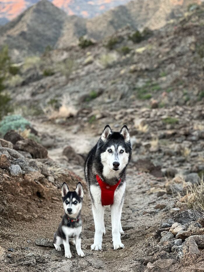 Husky dog and its puppy sitting together on a rocky trail, showcasing adorable animals meeting their younger selves.