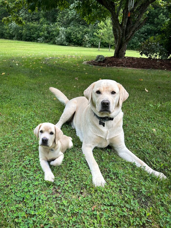 Two Labrador dogs lying on grass showing adorable animal photo edits with younger and older versions together.