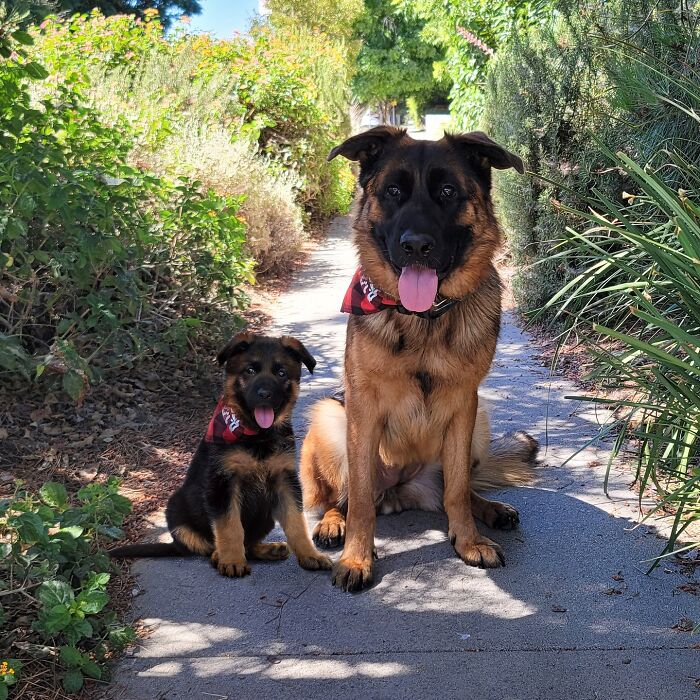 Two German Shepherd dogs sitting on a path surrounded by greenery, showing adorable seeing double edits effect.