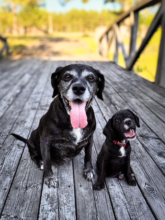 Two dogs sitting on a wooden deck, showing adorable contrast of older and younger animals in photo edits.