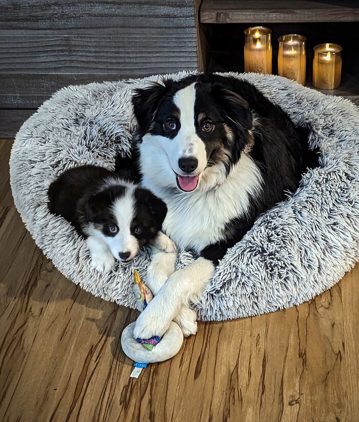 Two Border Collies, an adult and a puppy, lying together in a cozy bed showcasing adorable animal photo edits.