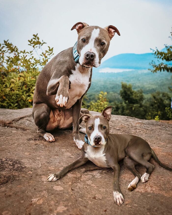 Two adorable dogs posing outdoors in nature, showcasing a photo edit of animals meeting their younger selves.