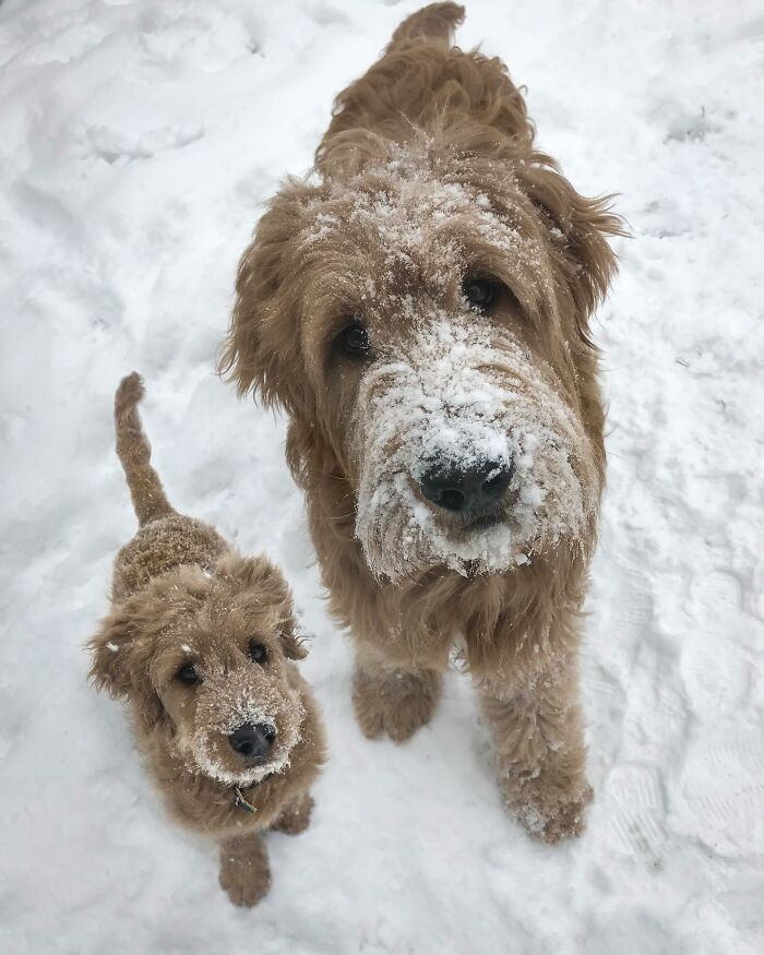 Two golden doodle dogs covered with snow, showing adorable animals meet their younger selves in a cute photo edit.