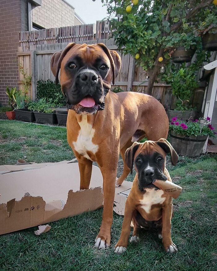 Two adorable boxer dogs, an adult and a puppy, together in a backyard showing animals meet their younger selves.