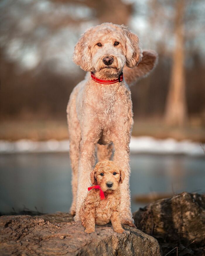 Adult and puppy dog posing together outdoors in a heartwarming animal photo edit showing younger selves.
