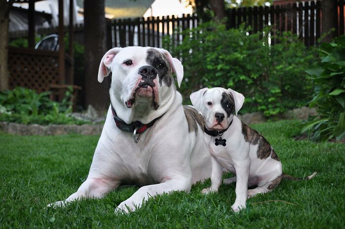 Two dogs with similar markings sit together on green grass, showcasing adorable animal photo edits of younger selves.